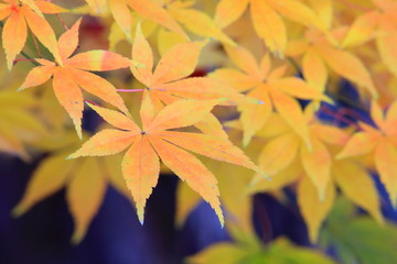 아름다운 가을단풍