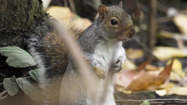 Common grey squirrel looks alert on forest floor