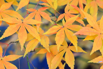 아름다운 가을단풍