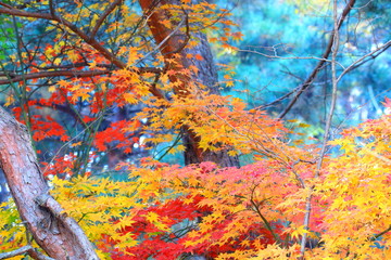 Obraz na płótnie Canvas 아름다운 가을단풍