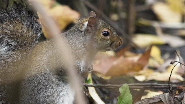 Common grey squirrel looks alert on forest floor