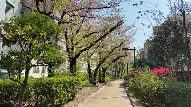 洲崎川緑道公園　葉桜