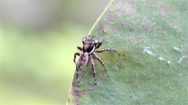 The jumping spiders (Menemerus) on a leaf, Thailand. Menemerus spider is a genus of spiders in the family Salticidae.