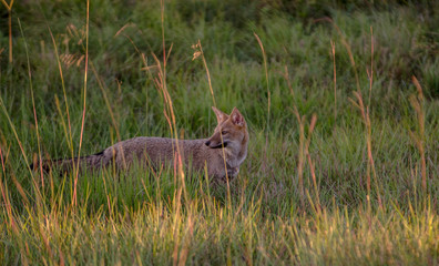 animal, zorra, fauna, mamífero, naturaleza, inhospitalario, chacal, césped, depredador, coyote, pelaje, rojo, ardilla, vulpes, safari, cuca, leones, perro, aparcar, carnivoros, antilopes, canguro, ken