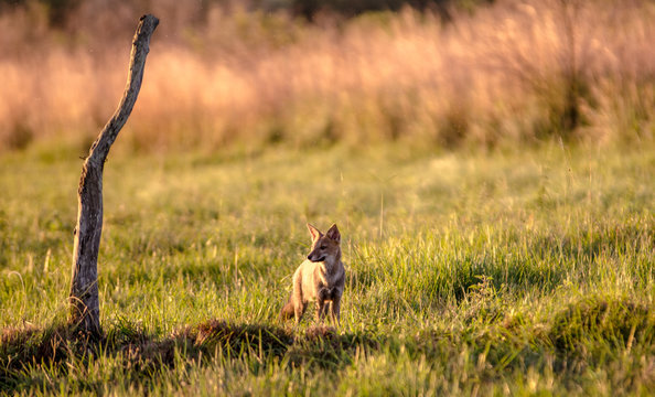 animal, fauna, leones, mam&iacute;fero, inhospitalario, naturaleza, safari, leona, hyaenidae, cuca, c&eacute;sped, felinos, depredador, ardilla, sabanas, caceria, cachorro, suricata suricatta, animalcarnivoros, caz