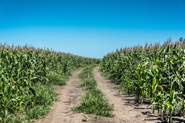 Fototapeta na wymiar road in the cornfield ready to harvest