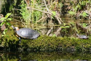 turtle in the pond