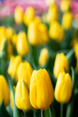 Yellow tulip close up photography. Yellow tulips field flowers. Single yellow tulip photo image. 