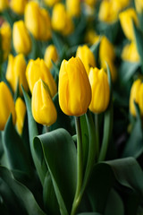 Yellow tulip close up photography. Yellow tulips field flowers. Single yellow tulip photo image. 