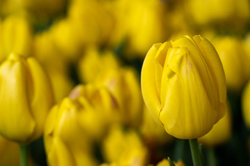 Yellow tulip close up photography. Yellow tulips field flowers. Single yellow tulip photo image. 