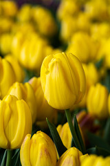 Yellow tulip close up photography. Yellow tulips field flowers. Single yellow tulip photo image. 