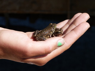 .Close up of two small frogs in a human hand.