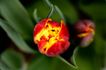 Red tulips. Decorative red tulips close up photography. Macro photography of decorative red tulips in New York City, in Central Park in Manhattan. 