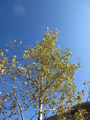 Fall Tree Colors Colorado 4