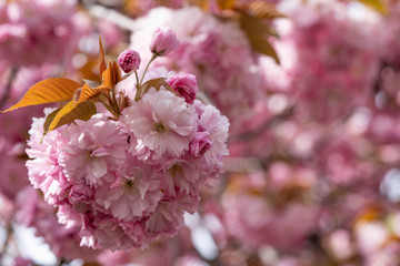 Pink cherry blossom, close up macro photography. Pink petals, flowers leaves. Pink sakura in New York City. Pink sakura cherry blossom photography. 