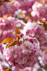 Pink cherry blossom, close up macro photography. Pink petals, flowers leaves. Pink sakura in New York City. Pink sakura cherry blossom photography. 