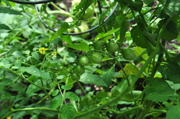 Growing organic cherry tomatoes in an urban garden. close up of the tomato plant