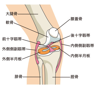膝関節の構造　靱帯