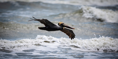 Seabirds