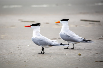 Seabirds