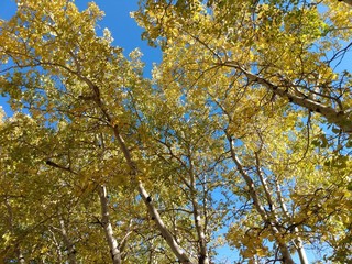 Fototapeta premium Fall Tree Colors Colorado 2