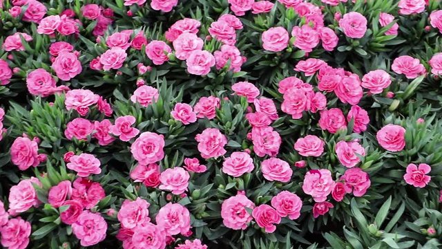 Watering plants of carnation flowers, in flower beds, in the city of Apucarana, southern Brazil.