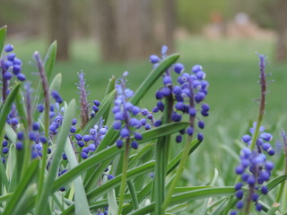 Bluebells in grass