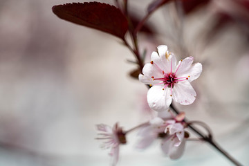 Beautiful small flower close up photo. Macro photography. White flower. Pink flower. 