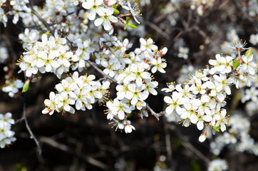 
A branch with an inflorescence of blooming blackthorn shot close-up.