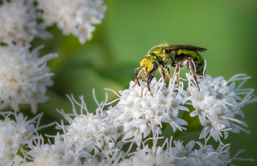 A bright green sweat bee feeds on a bunch of small white flowers