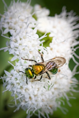 An iridescent green sweat bee feeds on a a bunch of small white flowers