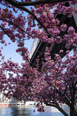 Cherry blossom pink flowers in New York City in Manhattan. Close up pink sakura photography. 