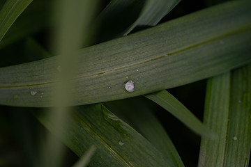 Green plant leaves with dew, rain droplets close up view, micro photography. 