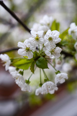 Obraz na płótnie Canvas White small flowers, cherry blossom close up macro photography. 