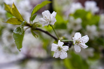 White small flowers, cherry blossom close up macro photography. 