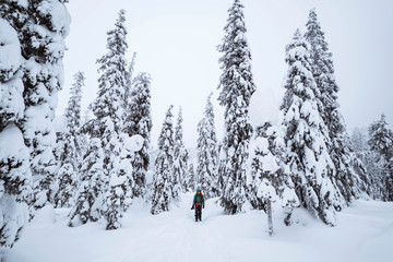 Woman trekking through the snow in  Lapland, Finland