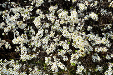 
Natural light background consists of a blooming blackthorn.