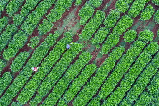 Aerial view of Bien Ho Che or Bien Ho tea hill, Gia Lai, Vietnam. 