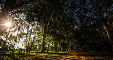 bosque, naturaleza, árbol, árbol, paisaje, otoñal, verde, sol, caer, aiclos, cielo,...