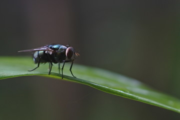 
1777/5000
Diptera is an order of classification from the Insect class (insect) based on its wings which has the characteristic of only using a pair of thin wings that are functional for flight