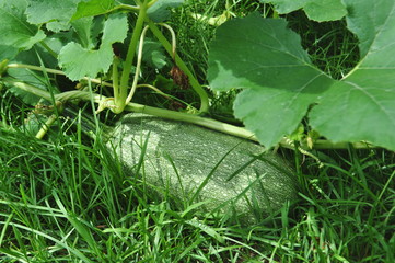 Obraz premium Growing squash and vegetables in urban garden