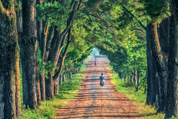Obraz premium Old Pine road, famous road at Gia Lai, Vietnam.