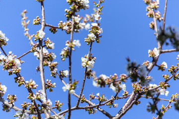 white flower blossom fruit trees branch flowering orchard fruit growing blue sky sunny weather  warming drought ecology background 
