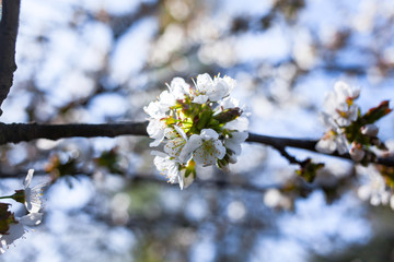 white flower blossom fruit trees branch flowering orchard fruit wedding blue sky ecology occasional celebration wishes background 