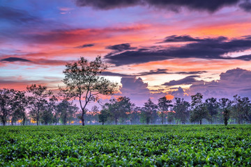 Aerial view of Bien Ho Che or Bien Ho tea hill, Gia Lai, Vietnam. 