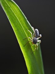 Yellow sac spiders are part of the genus Cheiracanthium, and different species are found throughout the world such as the United States, Australia, Europe, and Japan.