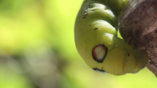 A gradual focus from turkey berry tree at the Oleander Hawk Moth Caterpillar (Daphnis nerii, Sphingidae) in a tropical garden, Thailand.