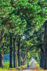 Old Pine road, famous road at Gia Lai, Vietnam.