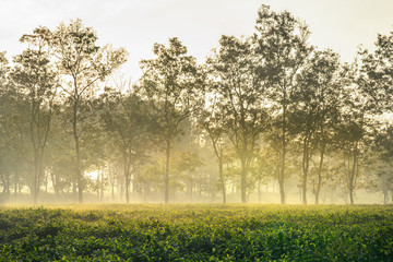 Aerial view of Bien Ho Che or Bien Ho tea hill, Gia Lai, Vietnam. 