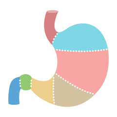 胃の構造・各部位のイラスト（文字なし）